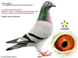 怎么下载梦幻单机版跟飞鸽子官方下载,高效分析说明&amp;运动版_v7.111