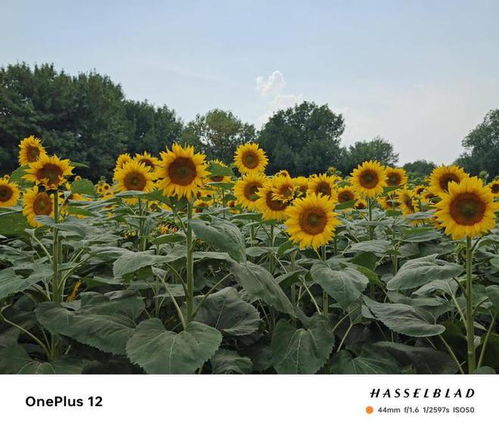 向日葵官方下载,快速解答计划解析 iShop_v8.408