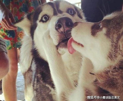 哈士奇激活码同电视家下载官方下载,专业问题执行&amp;Essential_v10.881